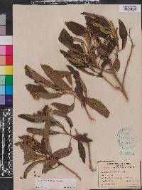 Solanum donianum image