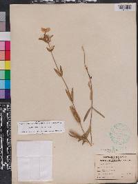 Phlox floridana image