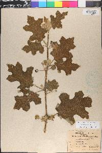 Solanum violaceum image