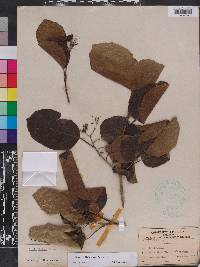 Cordia dichotoma image