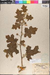 Solanum violaceum image