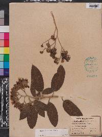 Solanum donianum image