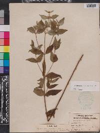 Pycnanthemum floridanum image