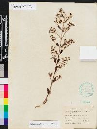 Trichostema dichotomum image