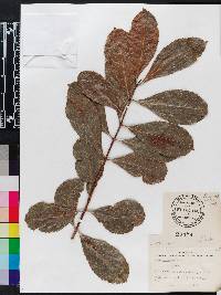 Catha edulis image