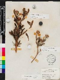 Borrichia arborescens image