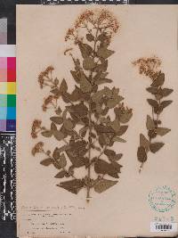 Eupatorium villosum image