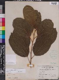 Cordia dichotoma image