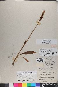 Spiranthes ovalis image