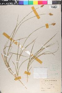 Carex leporina image
