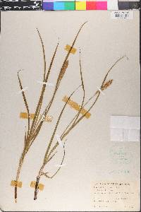 Carex muricata image