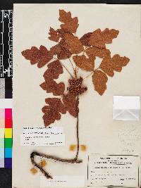 Toxicodendron pubescens image