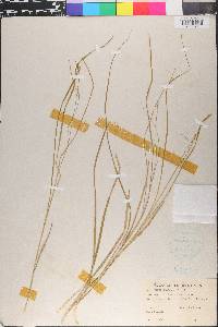 Carex divulsa image