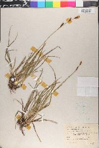 Carex panicea image