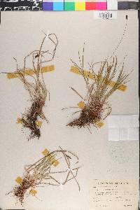Carex montana image