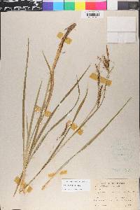 Carex sylvatica image