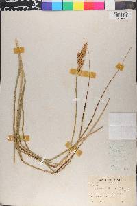 Carex paniculata image