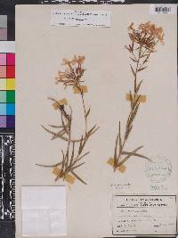 Phlox floridana image