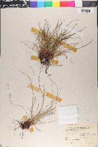 Carex humilis image