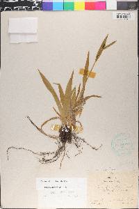 Carex albursina image
