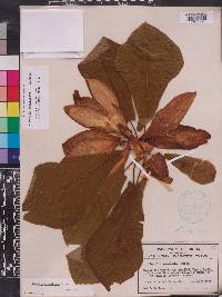 Magnolia pyramidata image