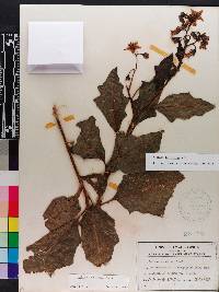 Solanum dimidiatum image