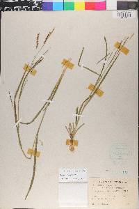 Carex sylvatica image