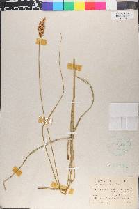 Carex paniculata image