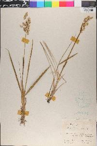 Anthoxanthum nitens image