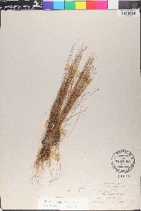 Eleocharis tenuis image