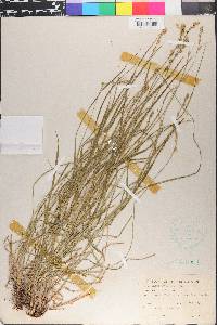 Carex divulsa image