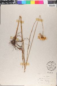 Eriophorum virginicum image