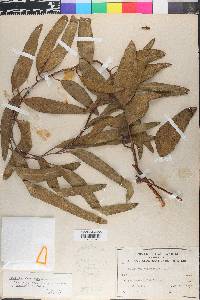 Eucalyptus sideroxylon image