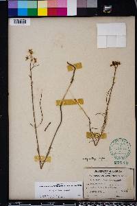 Asclepias feayi image