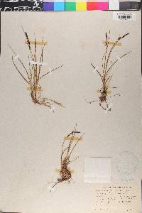 Carex goodenowii image