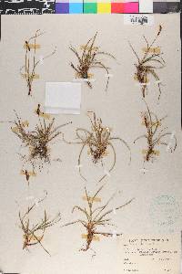 Carex ericetorum image