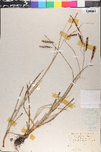 Carex flacca image