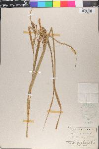 Carex pseudocyperus image