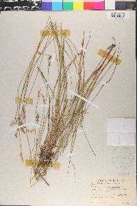 Carex stellulata image