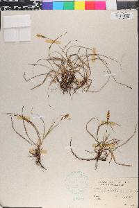 Carex caryophyllea image