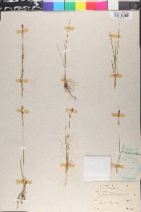 Carex tomentosa image