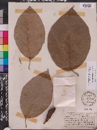 Magnolia acuminata image