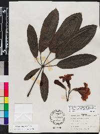 Tabebuia aurea image