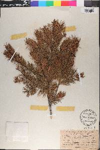 Pseudotsuga macrocarpa image