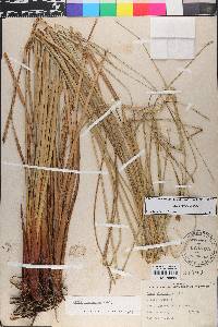 Carex verrucosa image