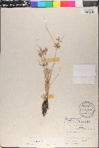 Cyperus flavescens image