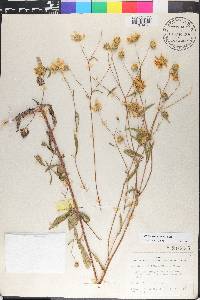 Heliomeris multiflora image