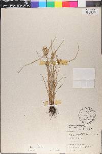 Cyperus flavescens image