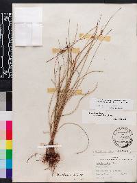 Scleria ciliata image