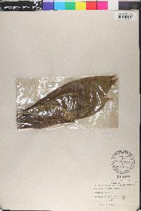Oreopanax peltatus image